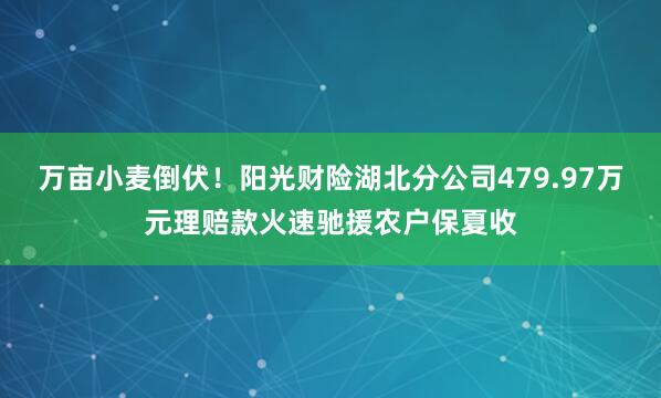 万亩小麦倒伏！阳光财险湖北分公司479.97万元理赔款火速驰援农户保夏收